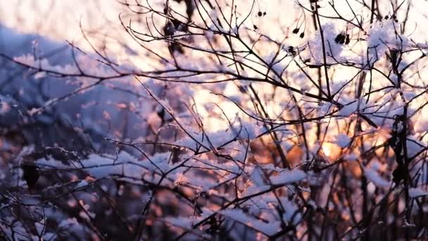 A very beautiful sunset shines through the winter branches of bushes, slow motion — Stock Video