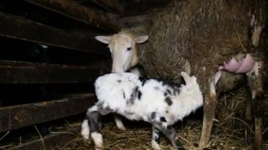 Koyun kuzu meme saman samanlıkta, 4 k için sürücüler