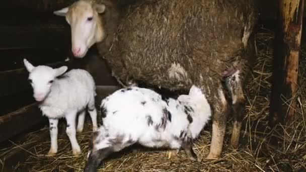 Lammeren zijn op zoek naar de uiers van een schaap in een stal op een boerderij, 4k — Stockvideo
