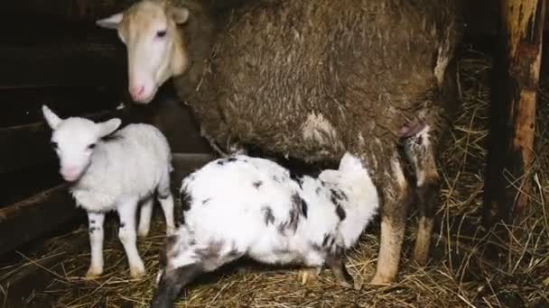Agneaux sont à la recherche de mamelles d'un mouton dans une écurie dans une ferme, 4k 