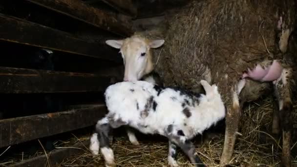 Schapen schijven het lam uit de uier naar het hooi in een hooiberg, 4k — Stockvideo