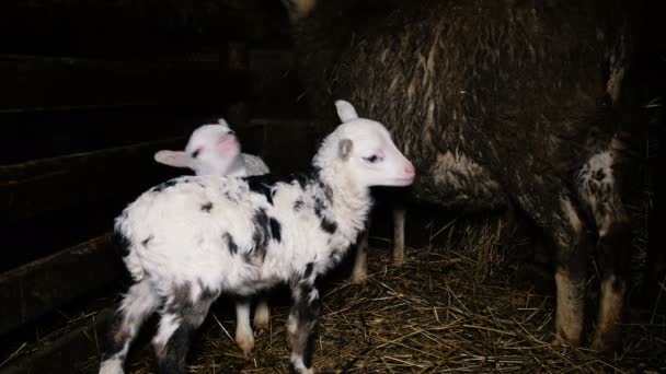 Dos corderos lindos de pie en un cobertizo en un pajar, ovejas conduce a los corderos de la ubre, 4k — Vídeos de Stock