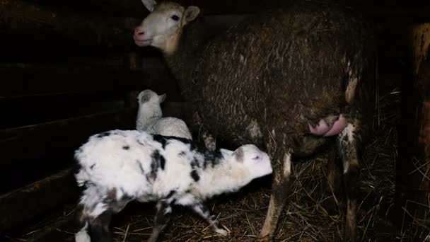 Упрямый ягненок пьет молоко из вымени овцы, 4k — стоковое видео