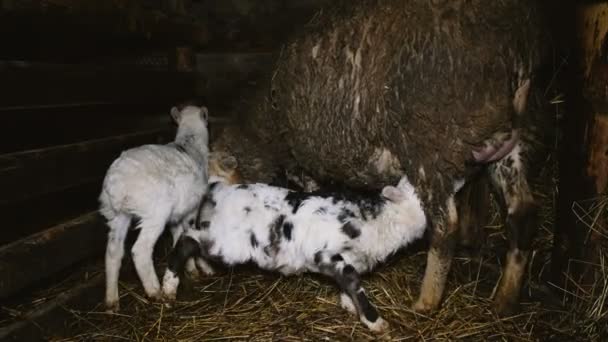 Pecora che depone un agnello in una stalla, 4k — Video Stock