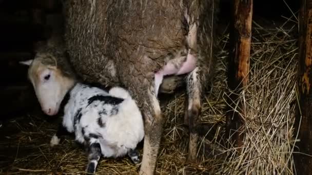 Lam zuigt melk uit de uier van schapen, strijd voor uier, 4k — Stockvideo