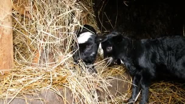 Dos corderos negros pequeños mastican heno en un establo, 4k — Vídeo de stock