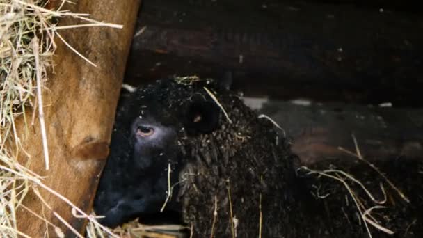 Black sheep tuggar hö i en stabil, 4k — Stockvideo