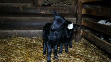 İki siyah kuzu bir hay hay, 4k içinde duruyor