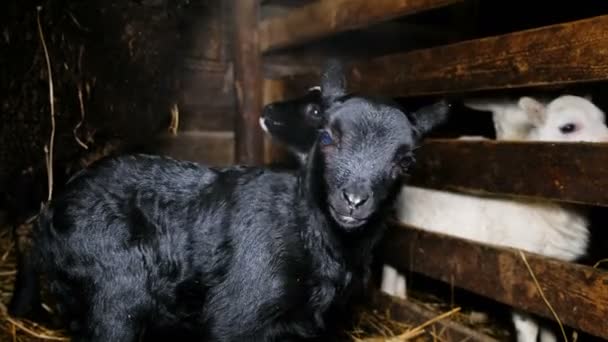 Černé ovce stát ve stabilní, 4k — Stock video