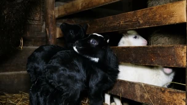 Pequeños corderos blancos y negros están en el granero a diferentes plumas, 4K — Vídeo de stock