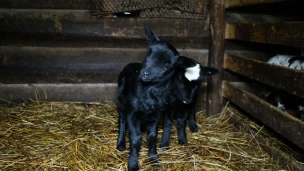 Dwa czarne owce stoi w stogu siana w sianie, 4k — Wideo stockowe