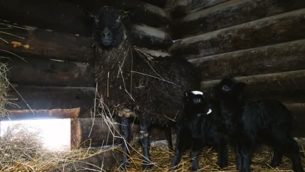 Černá ovce a dvě jehněčí stojí v postýlce a při pohledu do kamery, 4k — Stock video