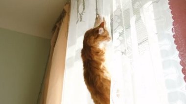 Perde üzerinde asılı ve aşağı düşen kırmızı kedi