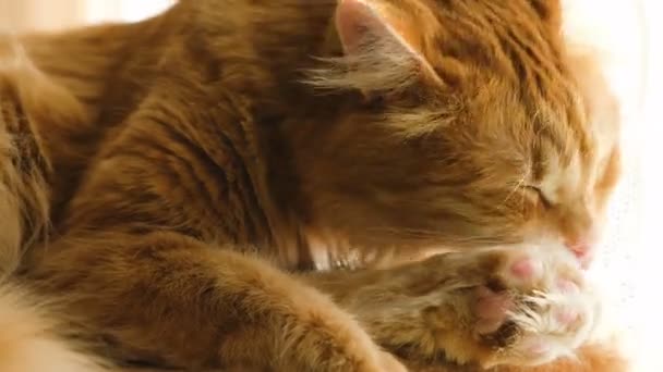 Κόκκινο γάτα γλείφοντας το πόδι κάτω από τον ήλιο — Αρχείο Βίντεο