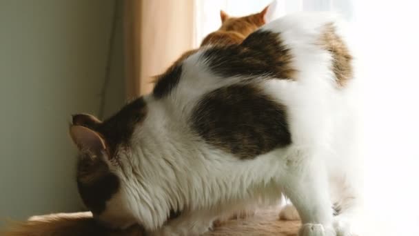 Twee katten strijden grappig op het fornuis — Stockvideo