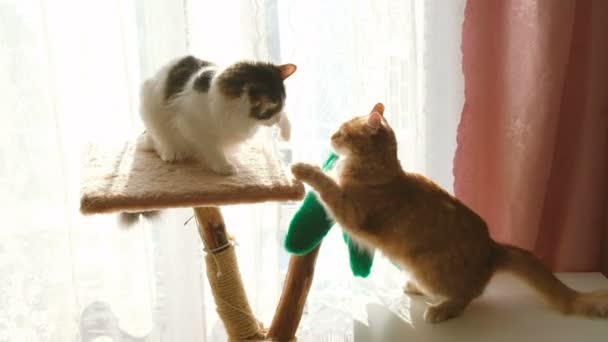 Divertente gatto combatte due gatti a casa — Video Stock