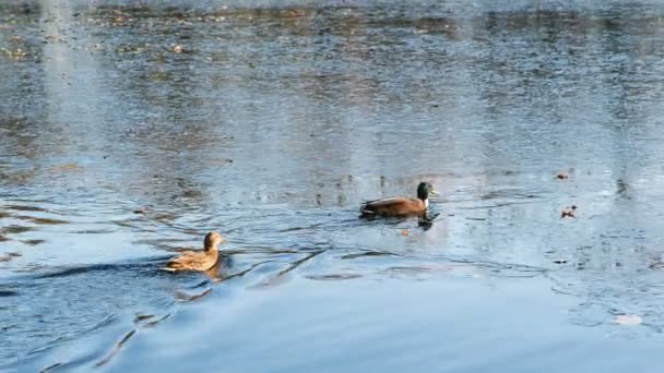 Anatre camminare sul ghiaccio e nuotare nel lago in autunno — Video Stock