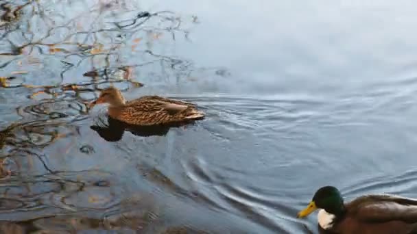 Le anatre nuotano nel lago e sbarcano in autunno — Video Stock