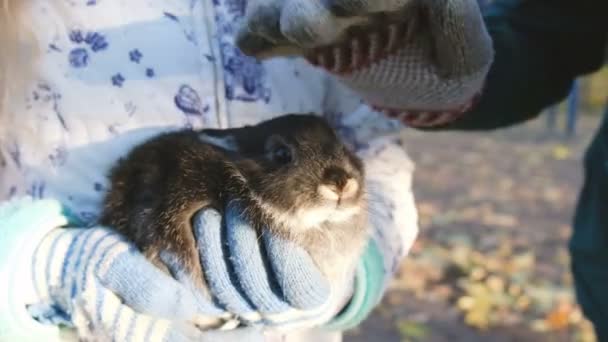 Donna sta accarezzando un coniglio per strada nelle mani di una bambina — Video Stock