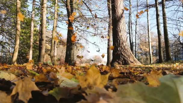 Slow motion vallende bladeren in de herfst bos bij zonsondergang — Stockvideo