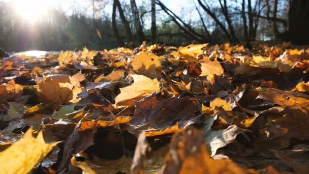 Fallende Blätter im Herbstwald bei Sonnenuntergang in Zeitlupe — Stockvideo