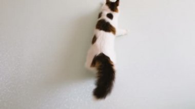 Güneş ışığı parlama yavaş hareket için duvardaki atlama kedi