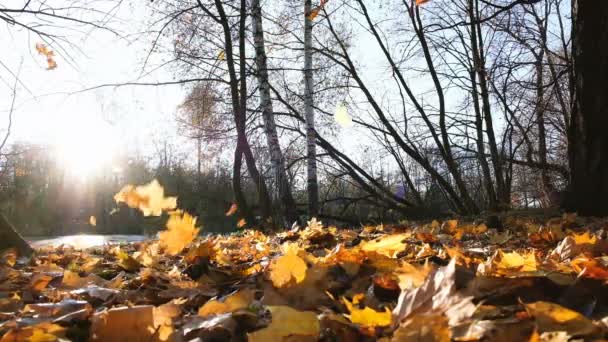 Hulló levelek, az őszi erdő, napnyugtakor a lassú mozgás — Stock videók