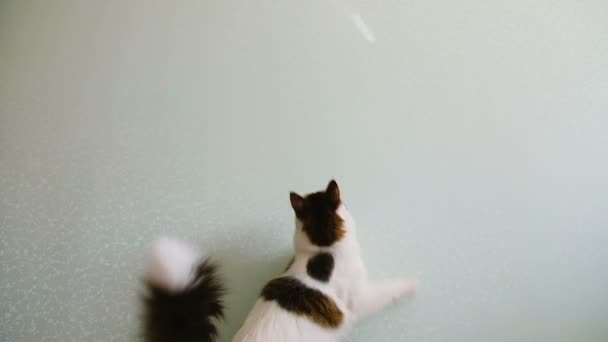Chat saute derrière la lumière du soleil sur le mur au ralenti 