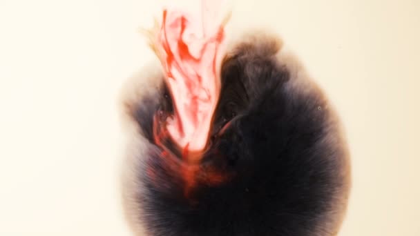 Abstrakcja Psychodelia tła. Atrament czarny i czerwony wlewa mleko zwolnionym tempie — Wideo stockowe