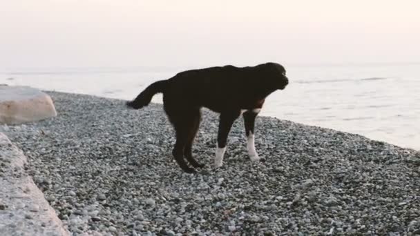 Homeless mongrel barks on the seashore — Stock Video