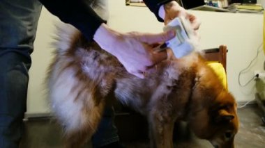 Adam bir köpek vasıl ev bir yün tarak