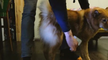 Bir adam bir köpek evde bir fırça tarak