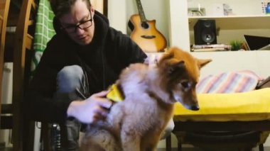 Adam köpek vasıl ev yün paramparça tarak