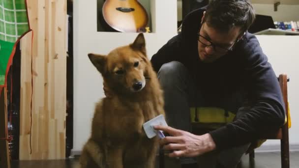 Man scratching dog with a brush — Stock Video