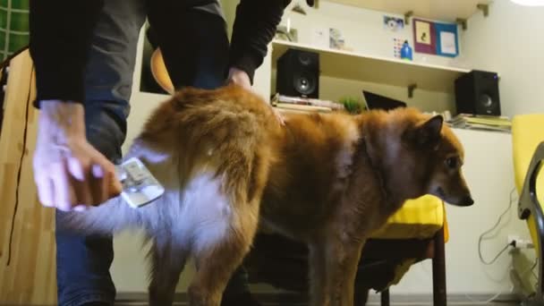 El hombre rasca la cola de un perro con cepillo en casa — Vídeos de Stock