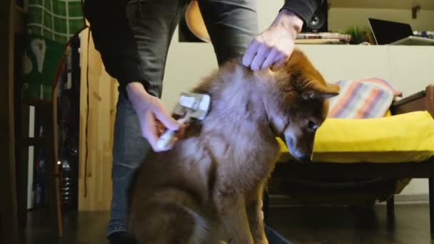 Мужчина царапает собаку дома щеткой — стоковое видео