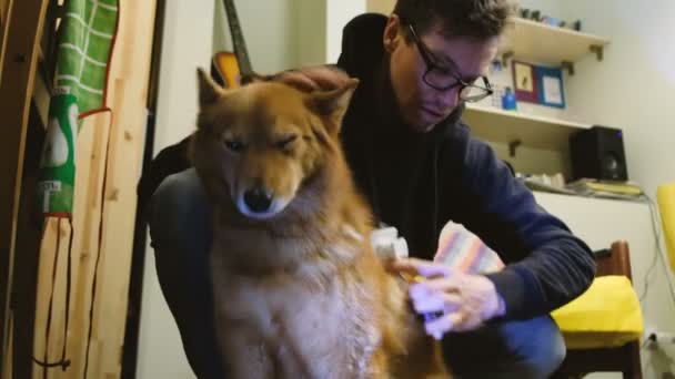 Un hombre rasca a un perro rojo en casa con un cepillo — Vídeo de stock