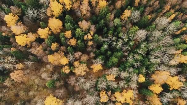 Magical autumn forest aerial view — Stock Video