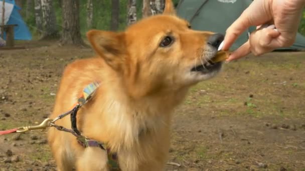 Rode hond krijgt een traktatie van de eigenaar — Stockvideo