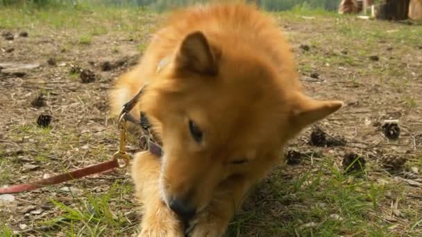 Perro rojo con una correa se encuentra en el bosque y mordisquea un placer en cámara lenta — Vídeos de Stock