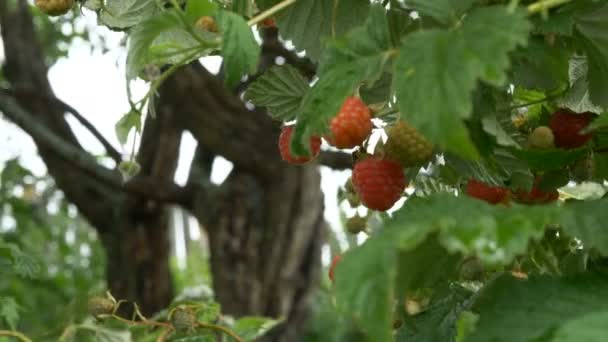 Framboises juteuses lumineuses sont suspendues sur une branche, gros plan — Video