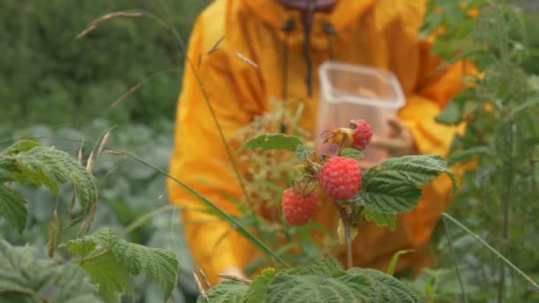 Chica recoge frambuesas en el jardín después de la lluvia — Vídeo de stock