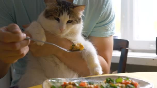 Um homem toma café da manhã, um gato engraçado senta-se em seus braços e quer pegar um pedaço — Vídeo de Stock