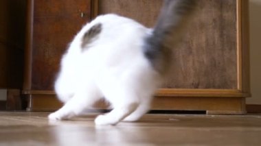 Komik beyaz kedi yerde lazer noktasını yakalıyor.