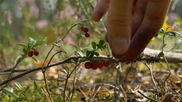 En man i skogen plockar tranbär från en Bush — Stockvideo