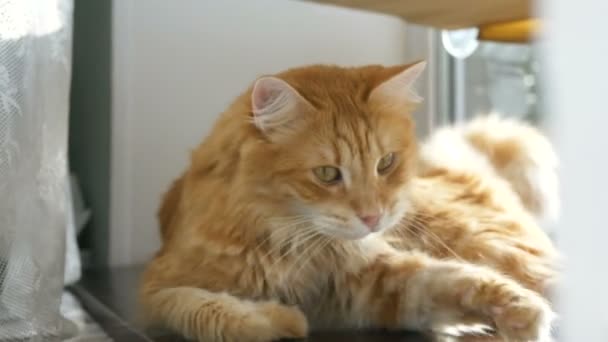 Rote Hauskatze liegt auf dem Tisch am Fenster hinter den Vorhängen — Stockvideo