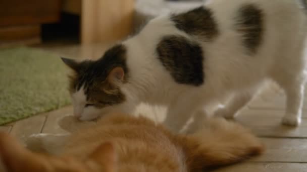 Lustige Hauskatzen spielen miteinander, beißen um Pfoten — Stockvideo
