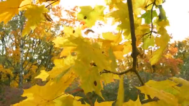 Sunbeams make way through leaves swaying in wind close view — Stock Video