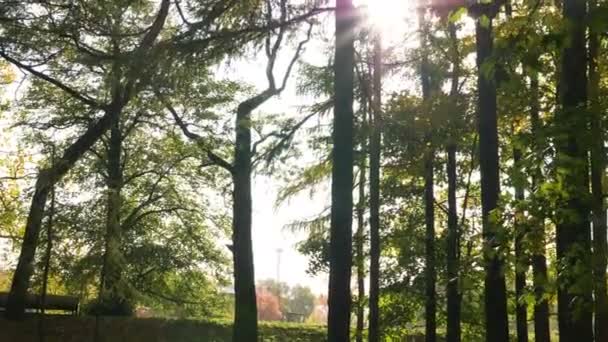 Zonnestralen vallen door naaldbomen op gras gazon — Stockvideo