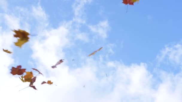 Φύλλα σφενδάμου στροβιλίζονται στον αέρα ενάντια μπλε ουρανό χαμηλή γωνία shot — Αρχείο Βίντεο